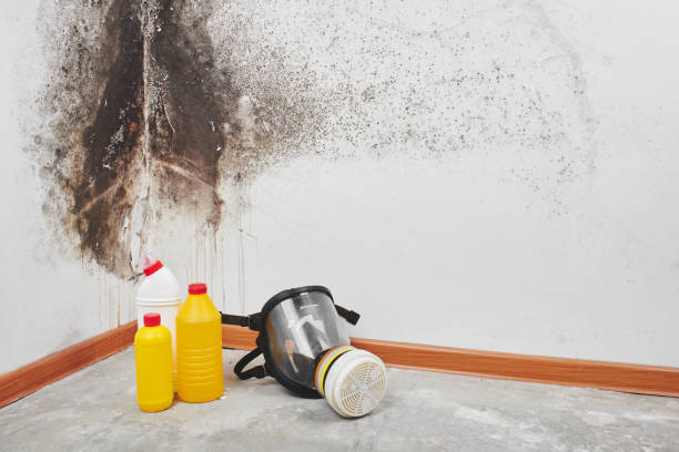 Best DIY Mold Remediation Support Services in Fremont, CA