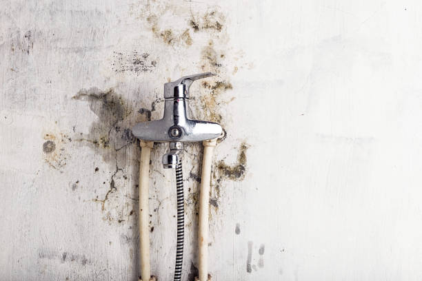 Best Emergency Mold Remediation in Fremont, CA