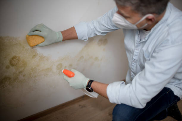 Best Bathroom Mold Remediation in Fremont, CA