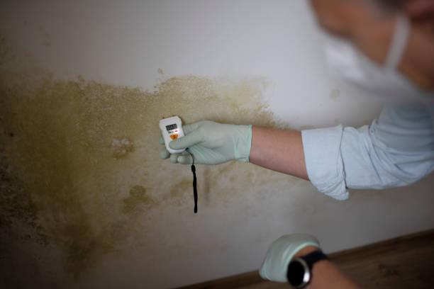 Best Crawl Space Mold Remediation in Fremont, CA
