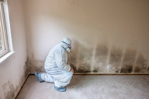 Best Kitchen Mold Remediation in Fremont, CA