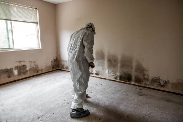 Best Residential Mold Remediation in Fremont, CA