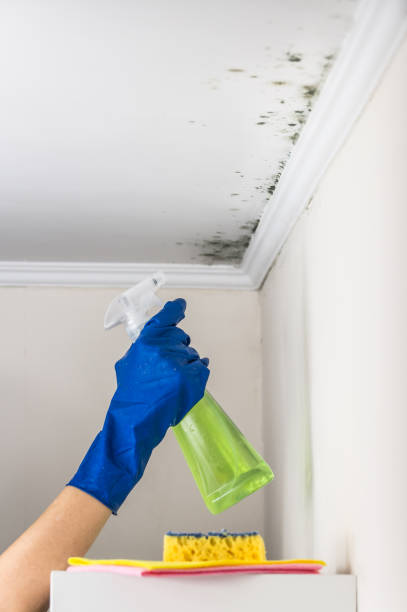 Best Commercial Mold Remediation in Fremont, CA