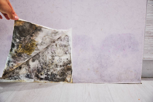 Best Basement Mold Remediation in Fremont, CA